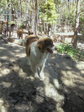 Plinio